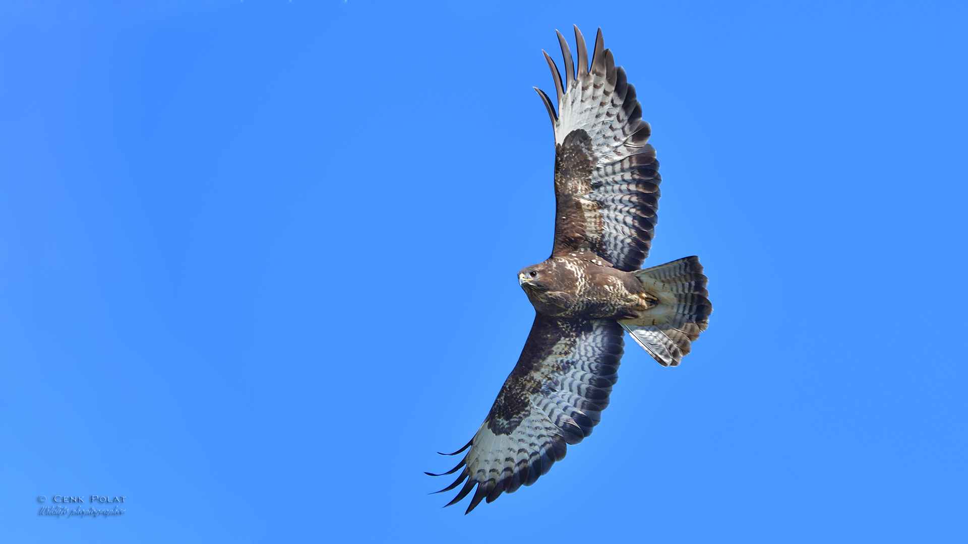Common Buzzard
